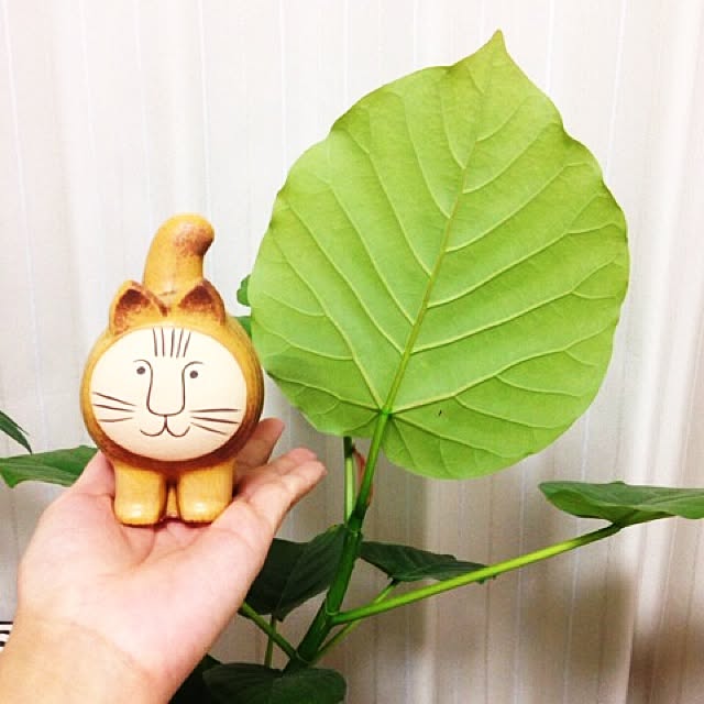 mutsumiさんの実例写真