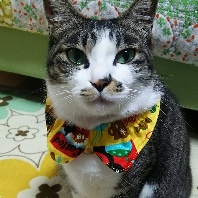 kiyohima229さんの実例写真