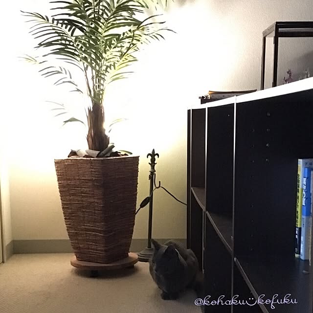 kohaku.kofukuさんの実例写真