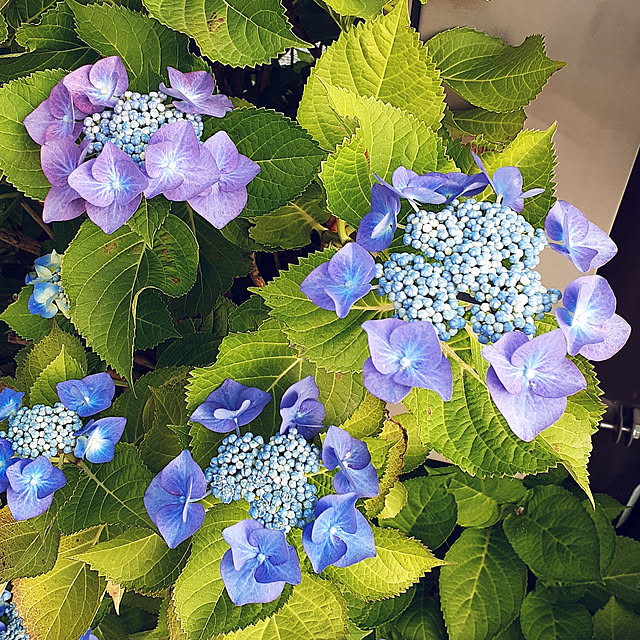 Johnmamaさんの実例写真
