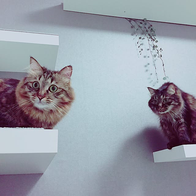 theo_nazcaさんの実例写真
