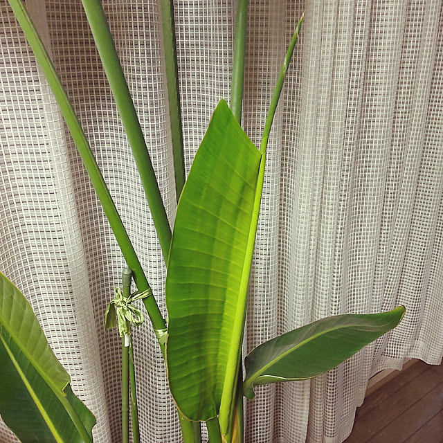 ampinさんの実例写真