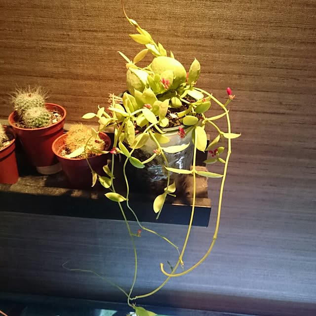 Rieさんの実例写真