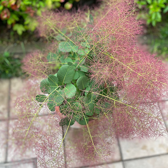 kuikoさんの部屋
