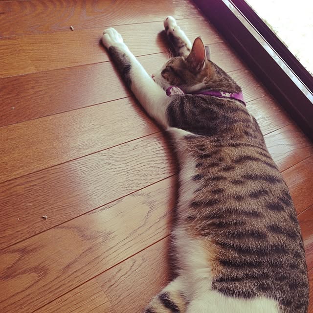 MIMICAさんの実例写真