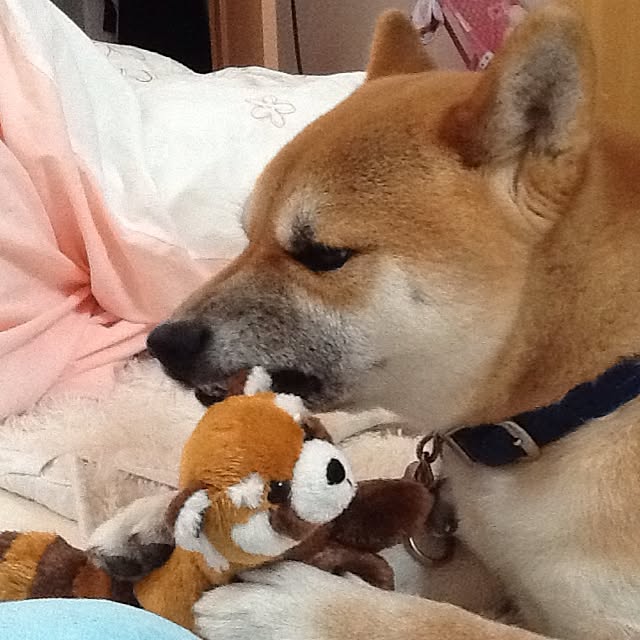 kotaさんの実例写真