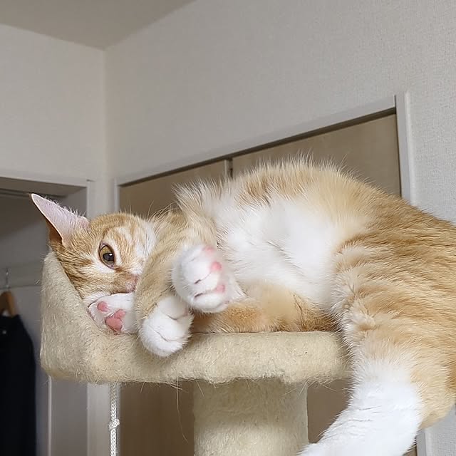 minnieさんの実例写真