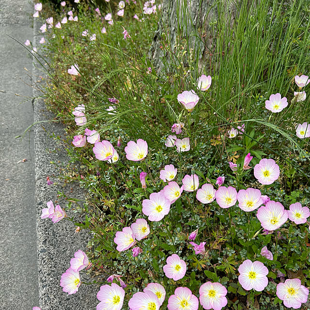 fumikoiさんの実例写真