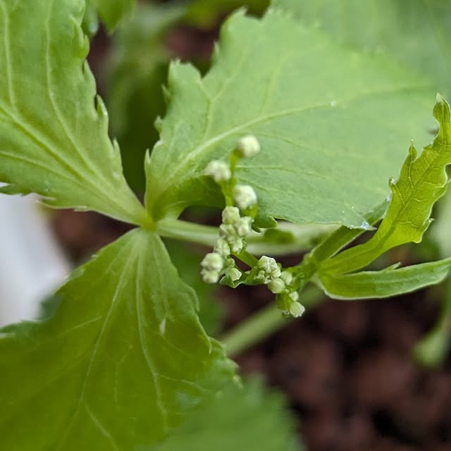 mi-saさんの部屋