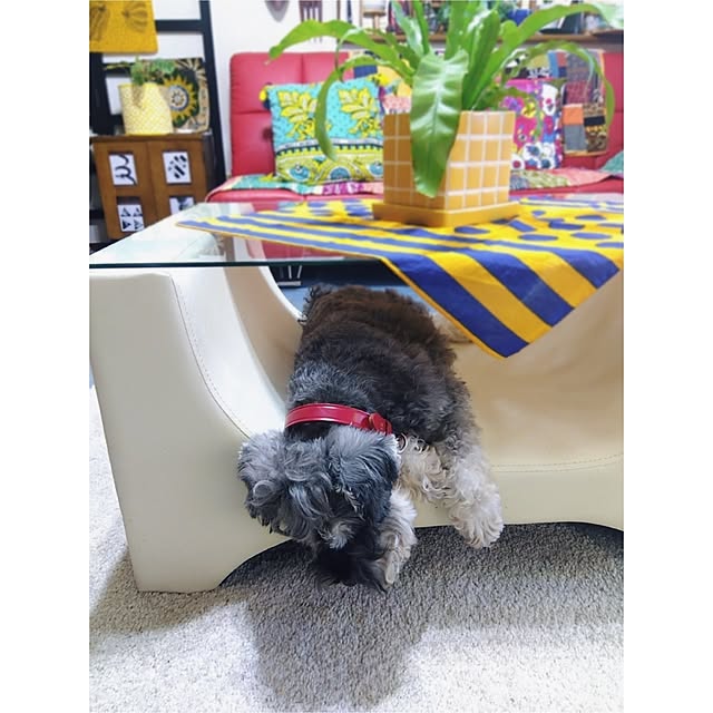 bonitoさんの部屋