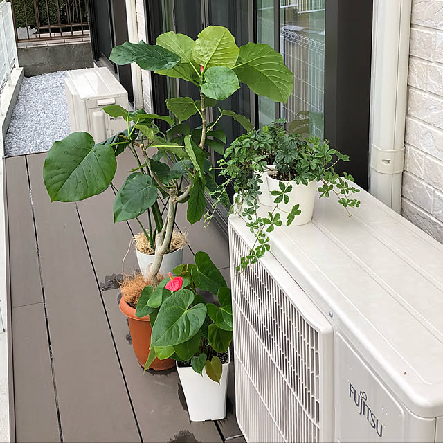 loliontoaliceveさんの実例写真