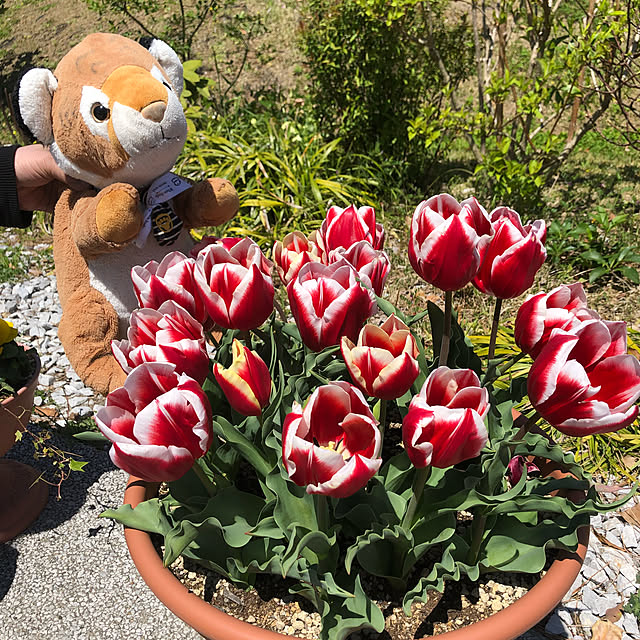 実例写真