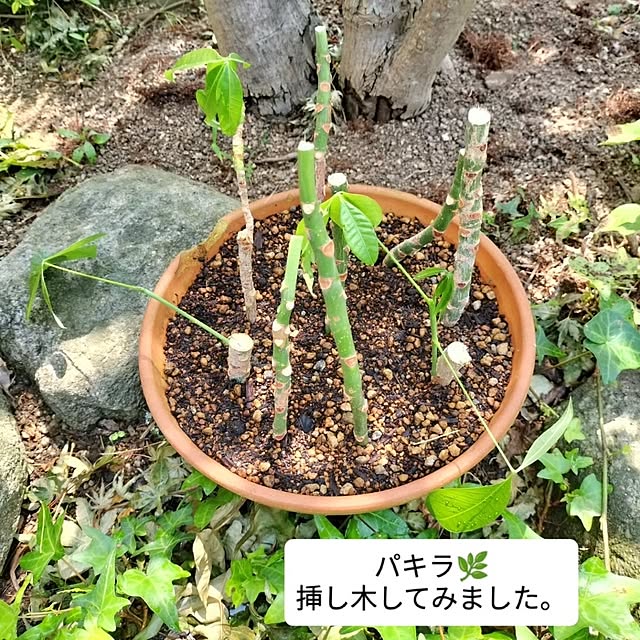 feuileさんの部屋