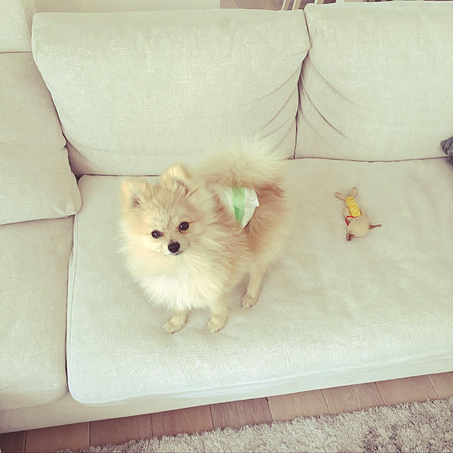 MAKARONさんの実例写真