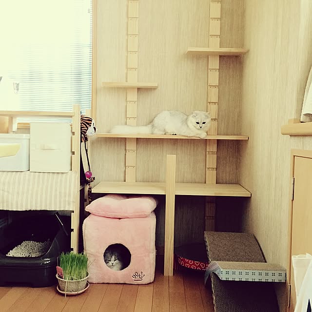 棚/ねこのいる日常/ナチュラルのインテリア実例 - 2016-08-11 01:57:07
