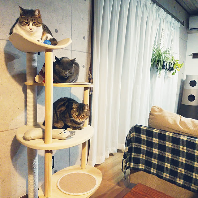 annさんの実例写真