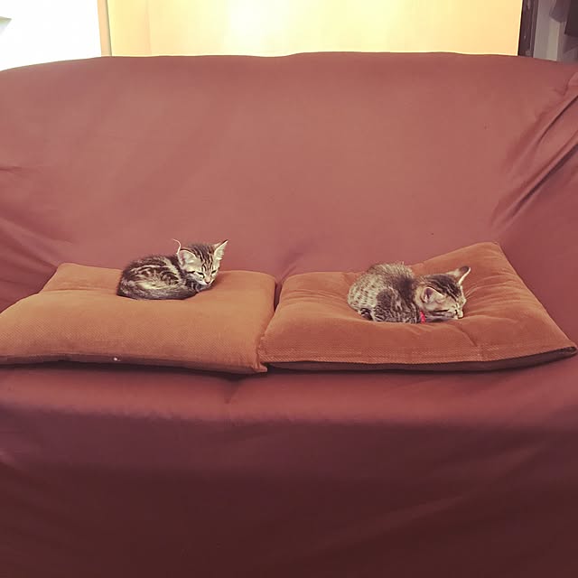 emikoさんの実例写真