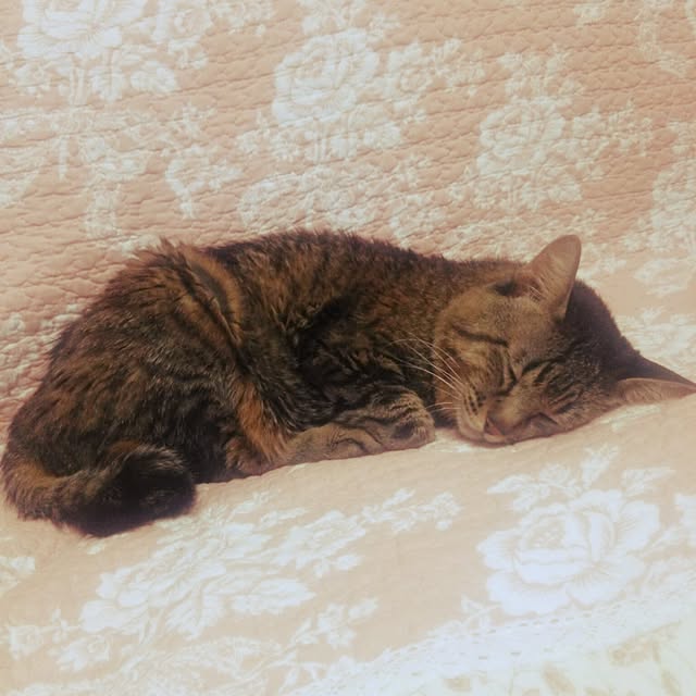 kittenblueさんの実例写真
