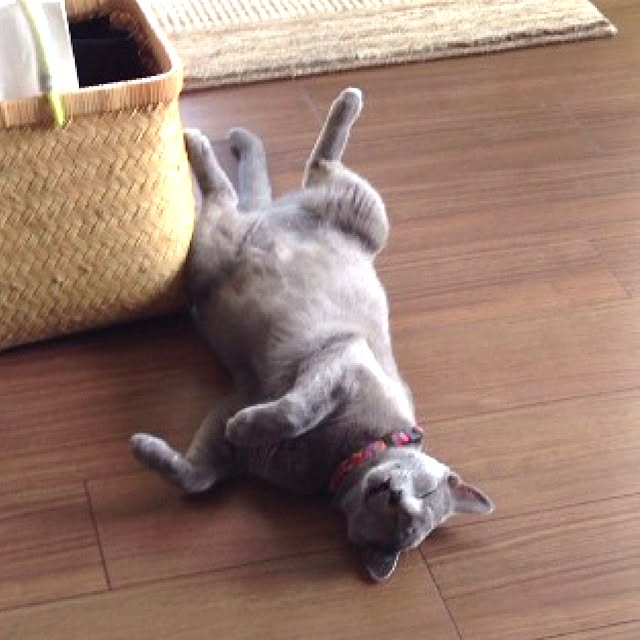toshiさんの実例写真