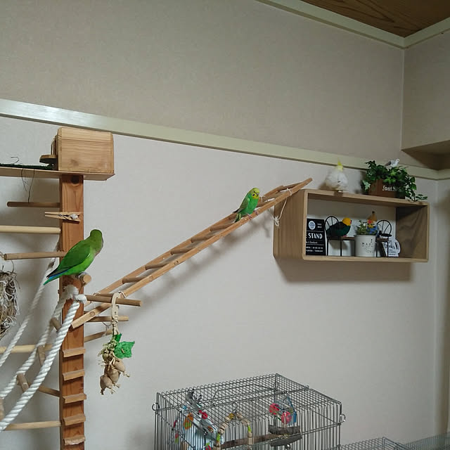 toratanさんの実例写真