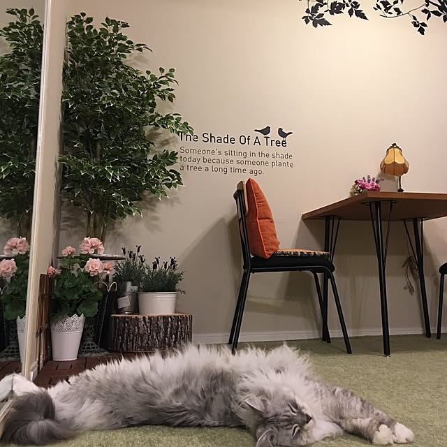 Chitoseさんの実例写真