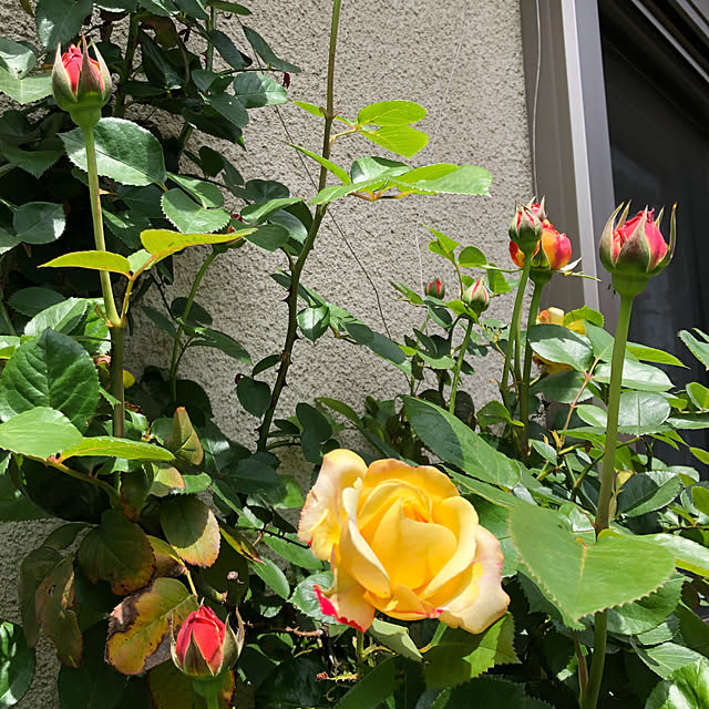 roserose555さんの実例写真