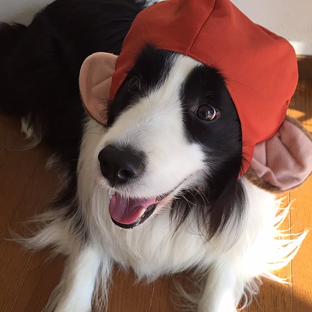 ronさんの実例写真