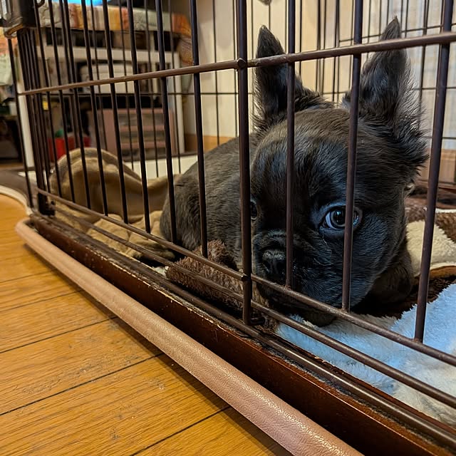 chi_gogaさんの部屋