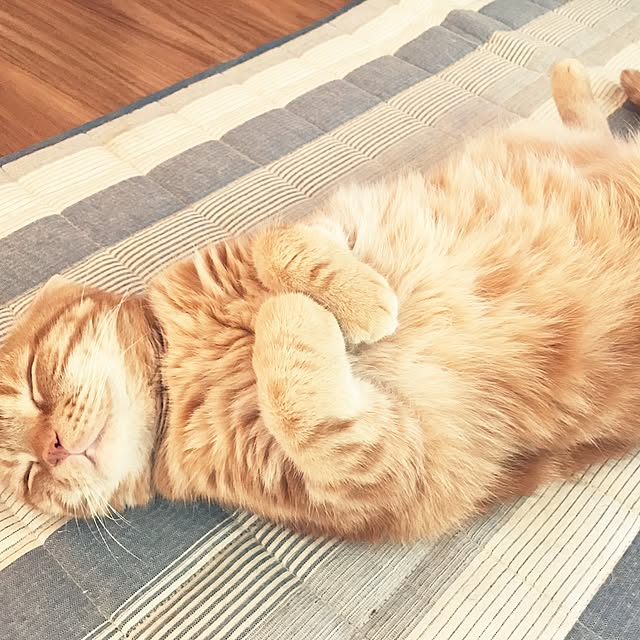randebuさんの実例写真