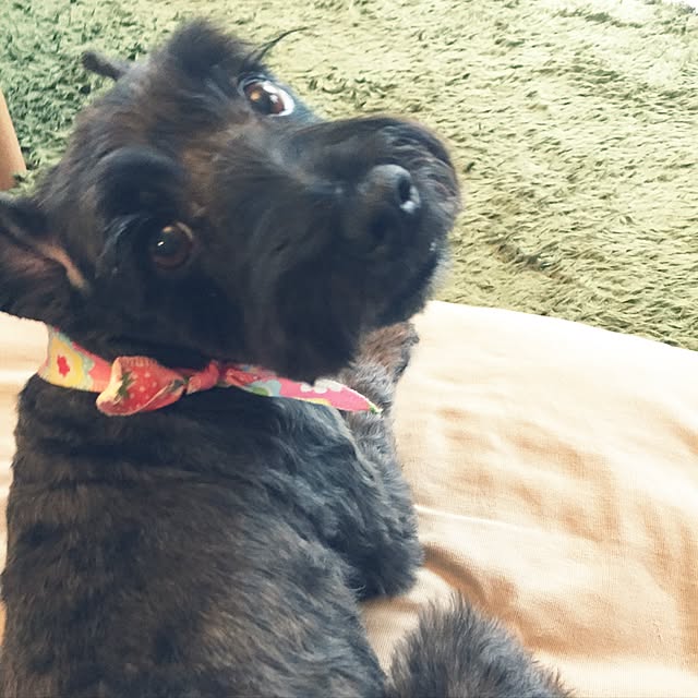 mayuさんの実例写真
