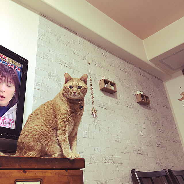 DIY/猫/壁/天井のインテリア実例 - 2019-06-15 23:02:33
