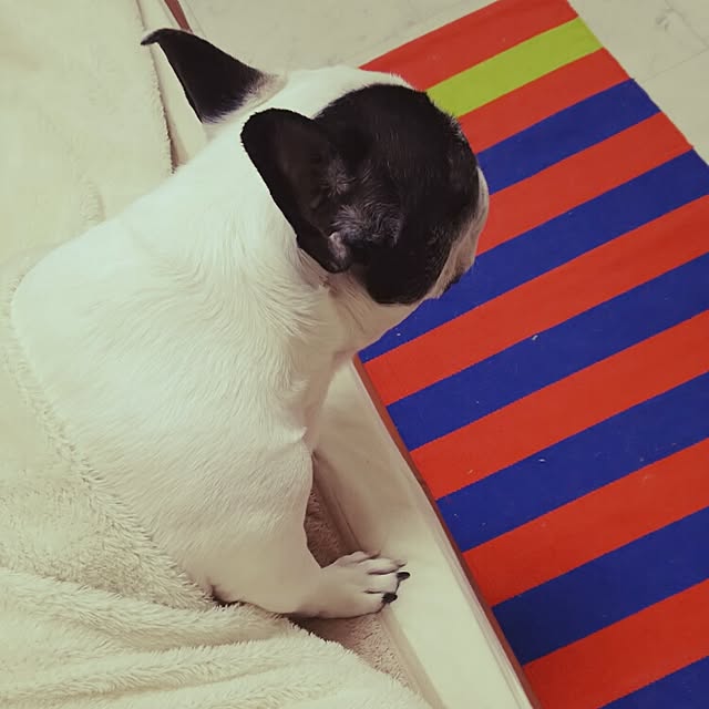 panchobiさんの実例写真