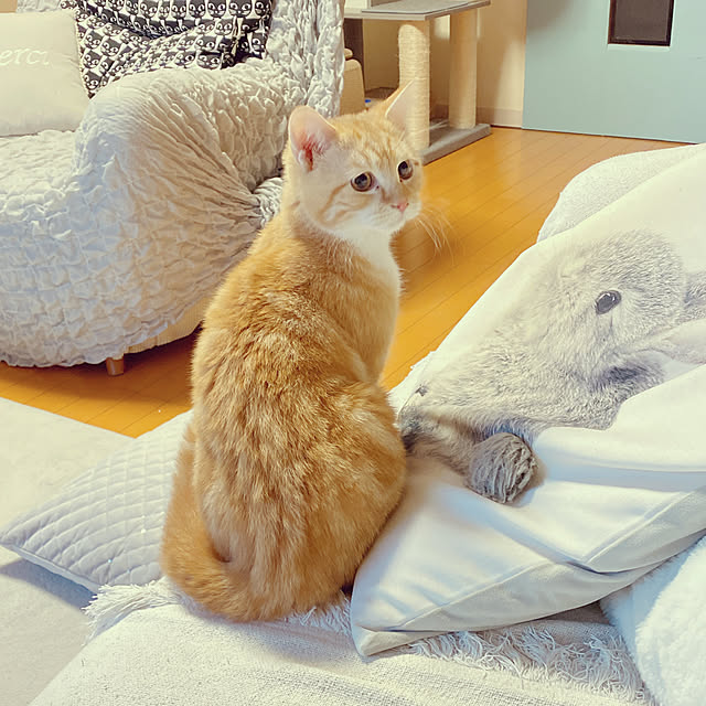 moolさんの実例写真