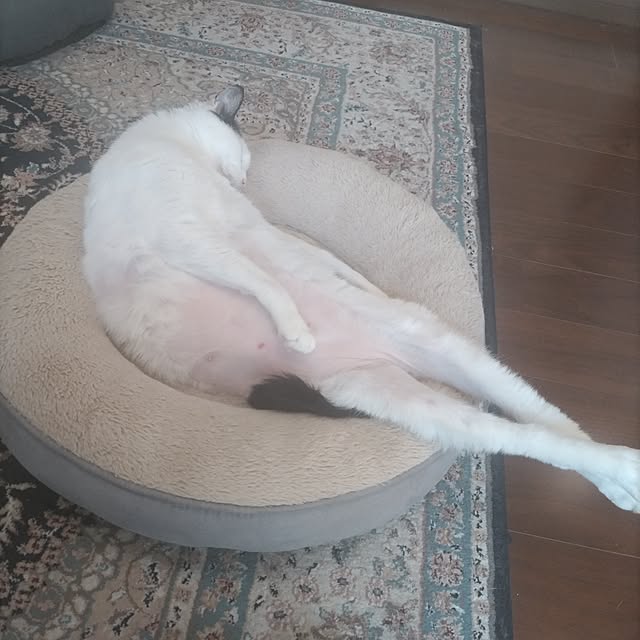 yuuさんの実例写真