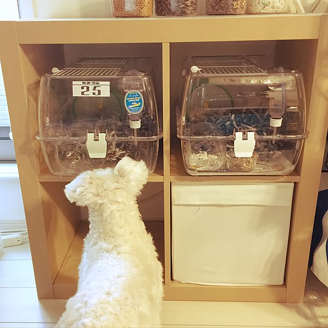 suzyさんの部屋