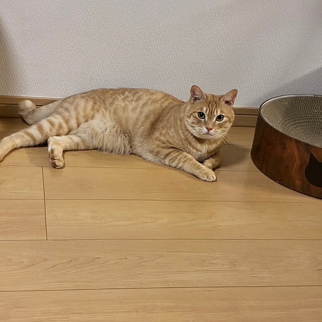 chiiさんの部屋