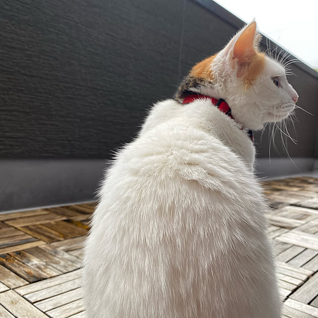 Kuronecoさんの実例写真