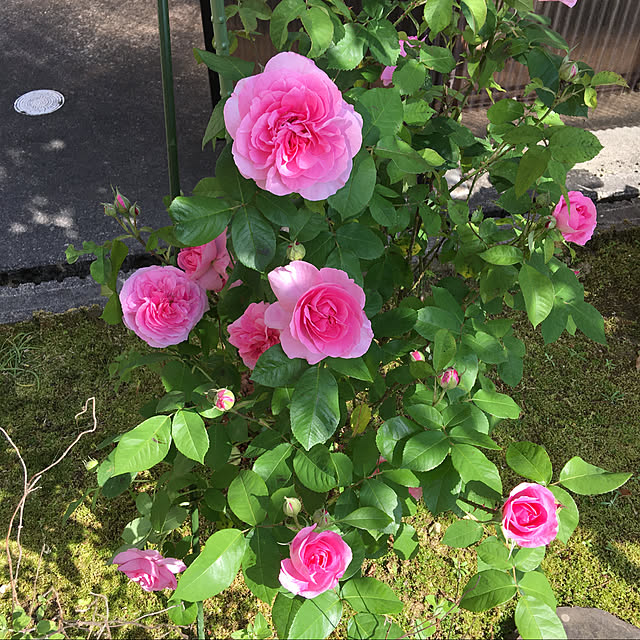kakoさんの実例写真