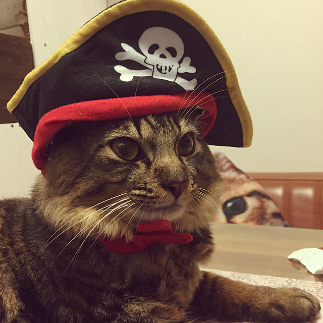 oniyomeさんの実例写真