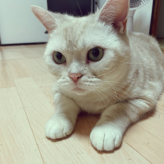 sirasu.nさんの部屋