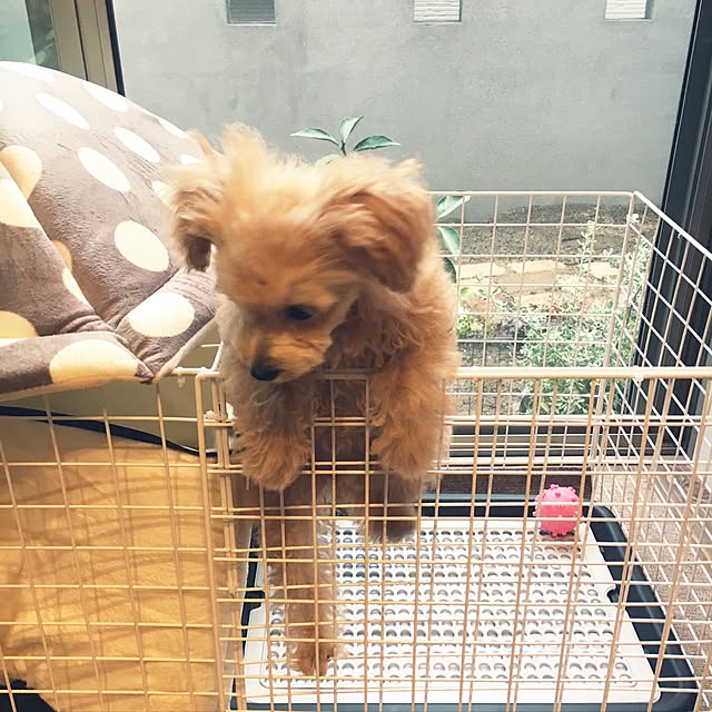 cocco0505さんの実例写真
