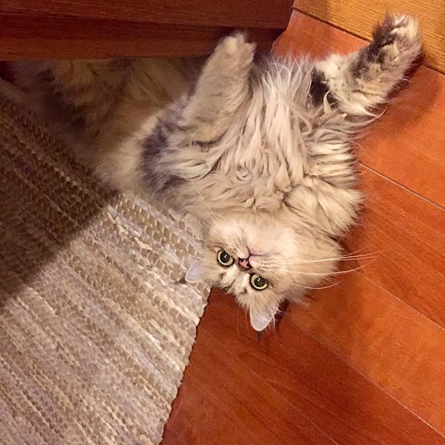 butachanさんの実例写真