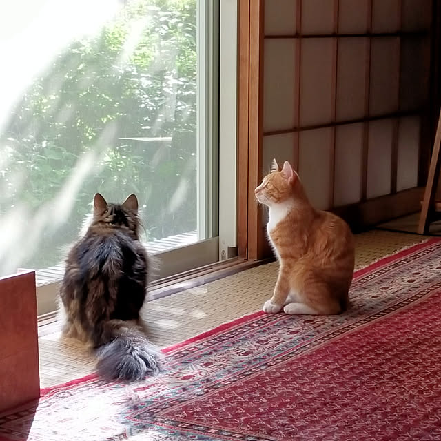 実例写真