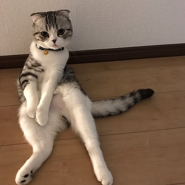 Dahliaさんの実例写真