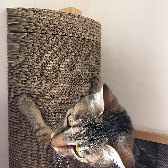mikomaruさんの実例写真