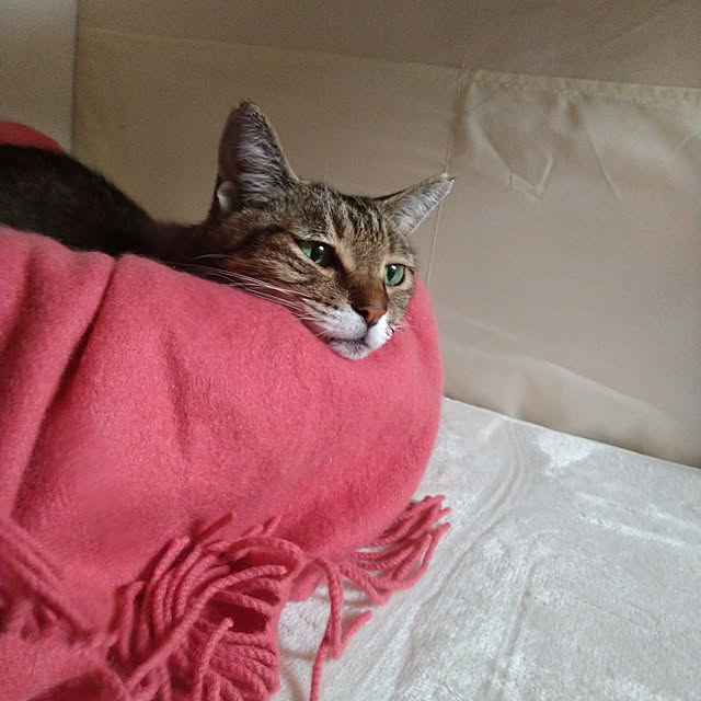 lilyさんの実例写真