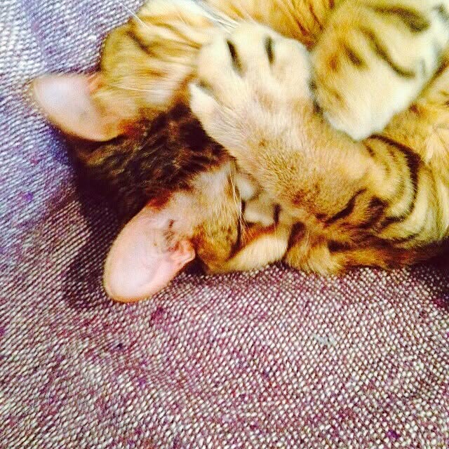 Rabbitさんの実例写真