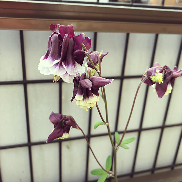 nokoさんの実例写真