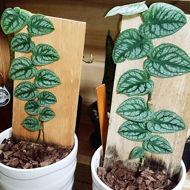 yvkqさんの実例写真