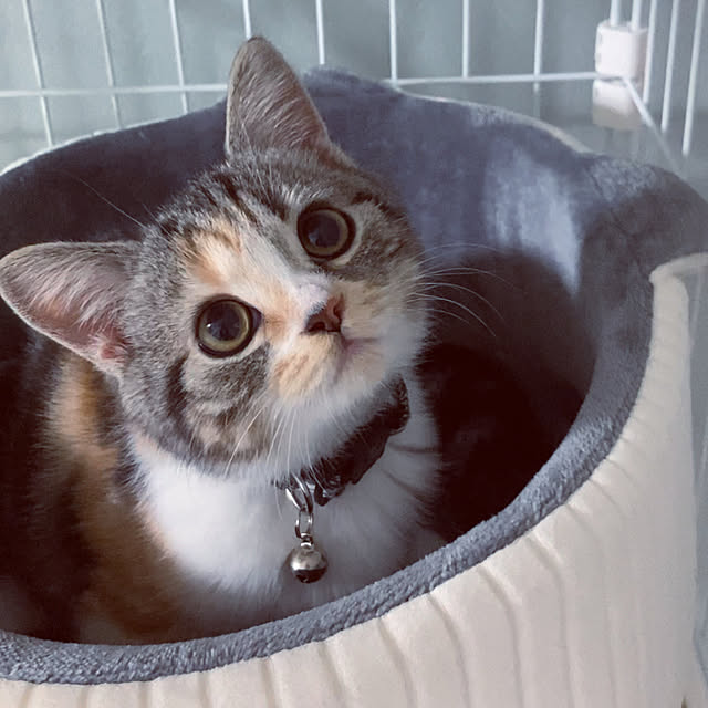 mouseさんの実例写真